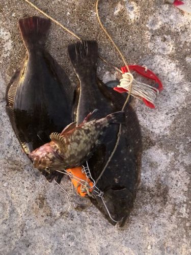 アラカブの釣果