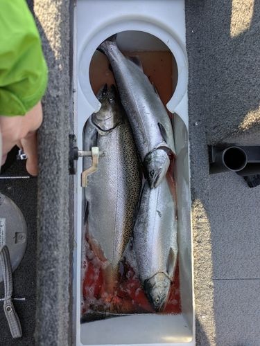 キングサーモンの釣果