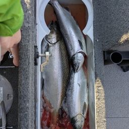 キングサーモン