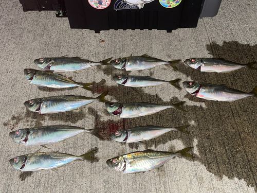 アジの釣果