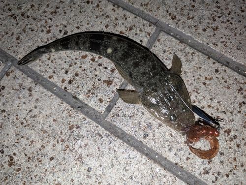 マゴチの釣果