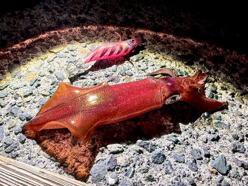 ケンサキイカの釣果