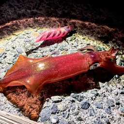 ケンサキイカ
