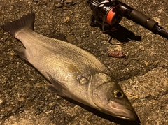 ヒラスズキの釣果