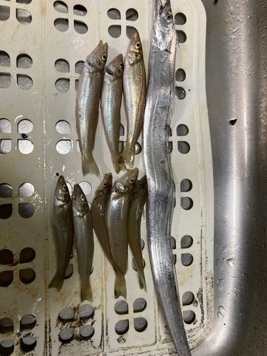 タチウオの釣果