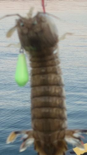 シャコの釣果