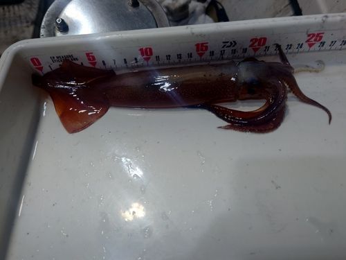 スルメイカの釣果
