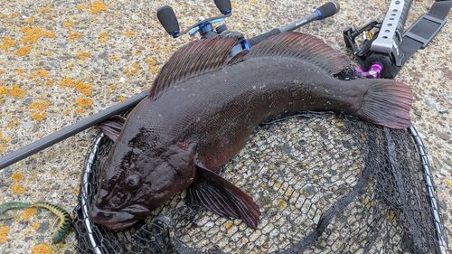 アイナメの釣果