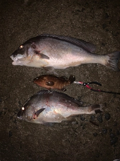 コロダイの釣果
