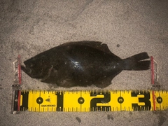 ソゲの釣果