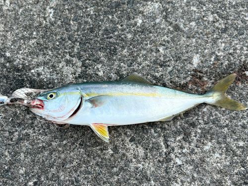 ブリの釣果