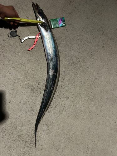 タチウオの釣果