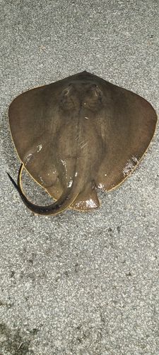 アカエイの釣果