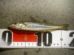 キスの釣果