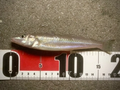 キスの釣果