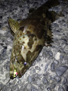 チャイロマルハタの釣果