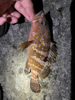 キジハタの釣果