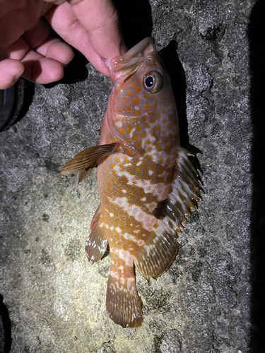 キジハタの釣果