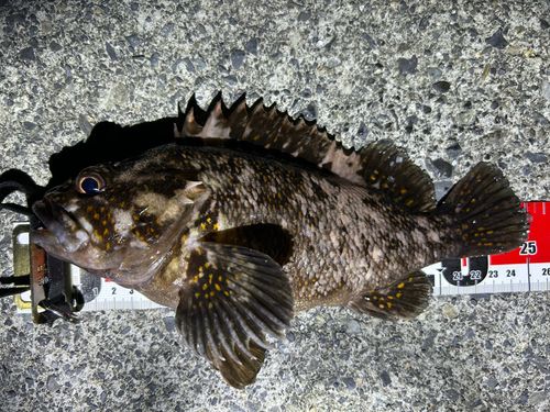 オウゴンムラソイの釣果