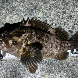 オウゴンムラソイ