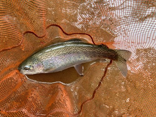 ニジマスの釣果