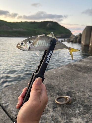 釣果