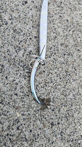 サヨリの釣果