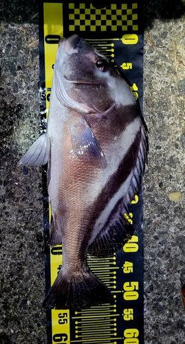 コショウダイの釣果