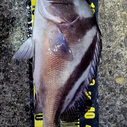 コショウダイ
