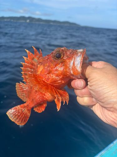 オニカサゴの釣果