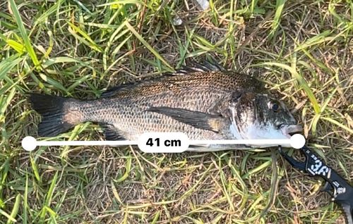 チヌの釣果