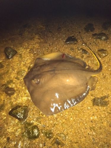 エイの釣果