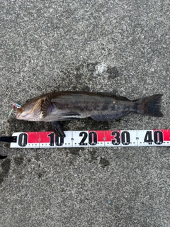 アイナメの釣果
