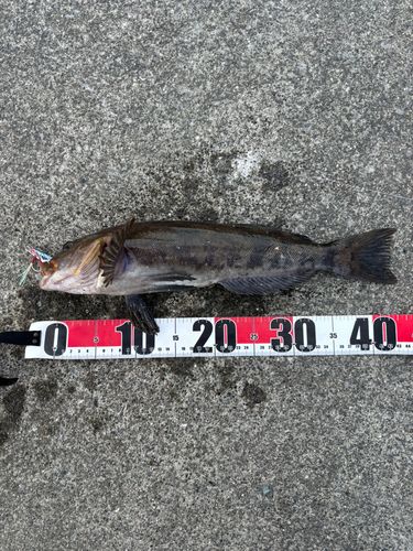 アイナメの釣果