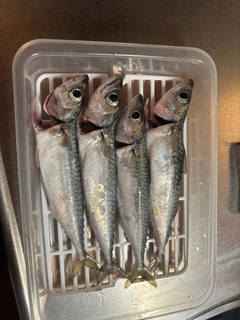 マサバの釣果
