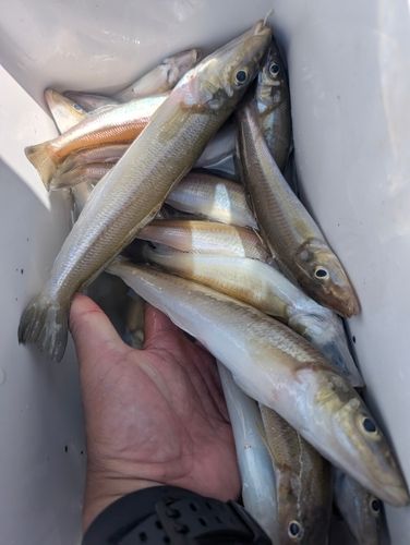 キスの釣果