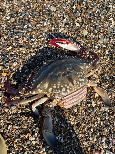 ワタリガニの釣果