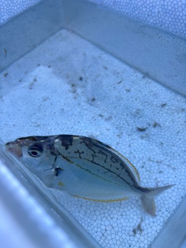 ヒイラギの釣果