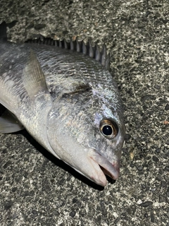 キビレの釣果