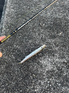 カマスの釣果