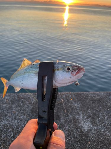 ワカシの釣果