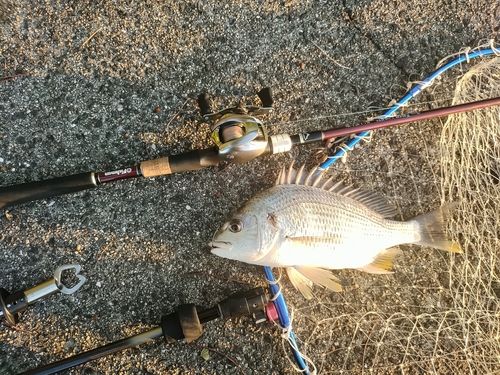 キビレの釣果