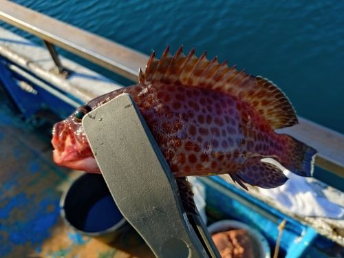 オオモンハタの釣果
