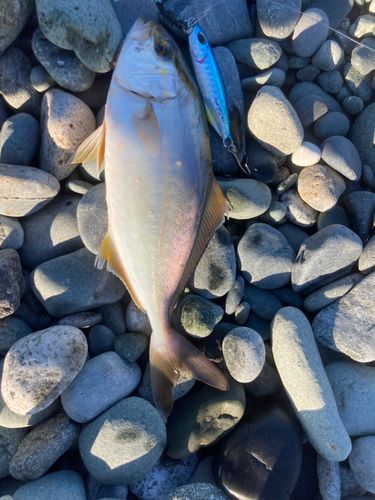 ショゴの釣果