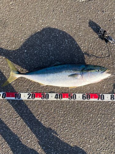 ワラサの釣果