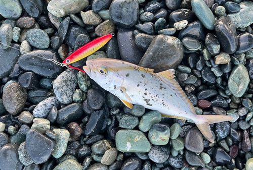 ショゴの釣果
