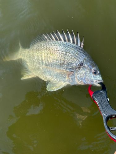 キビレの釣果