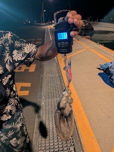 モンゴウイカの釣果