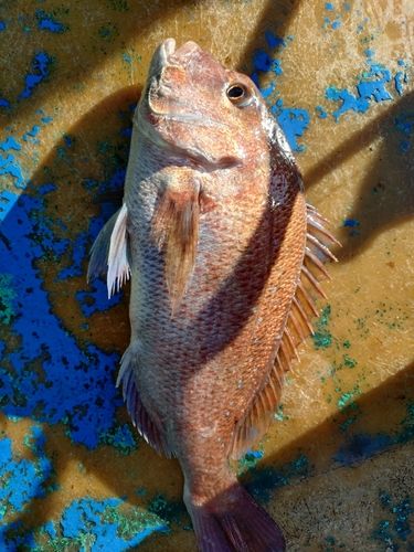 タイの釣果