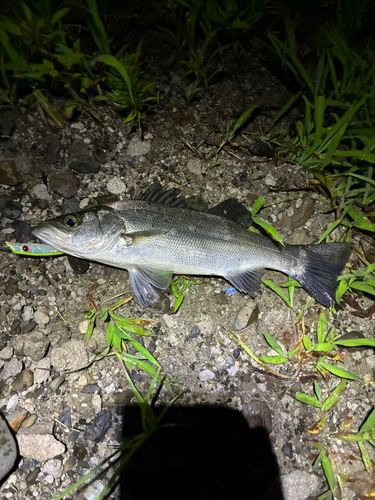 セイゴ（マルスズキ）の釣果